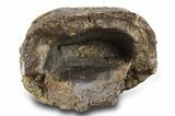 Beastly Serrated Tyrannosaurus (T-Rex) Tooth - Montana #297611-5